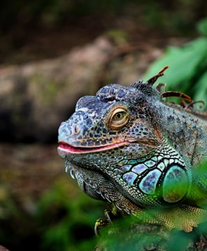 green lizard in close-up photography