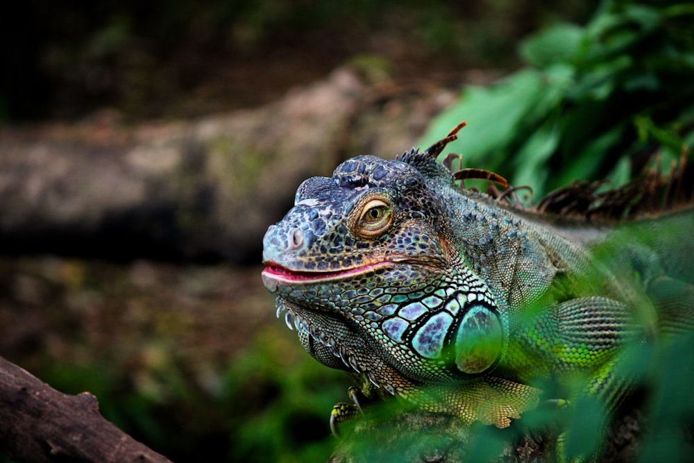 클로즈업 사진의 녹색 도마뱀