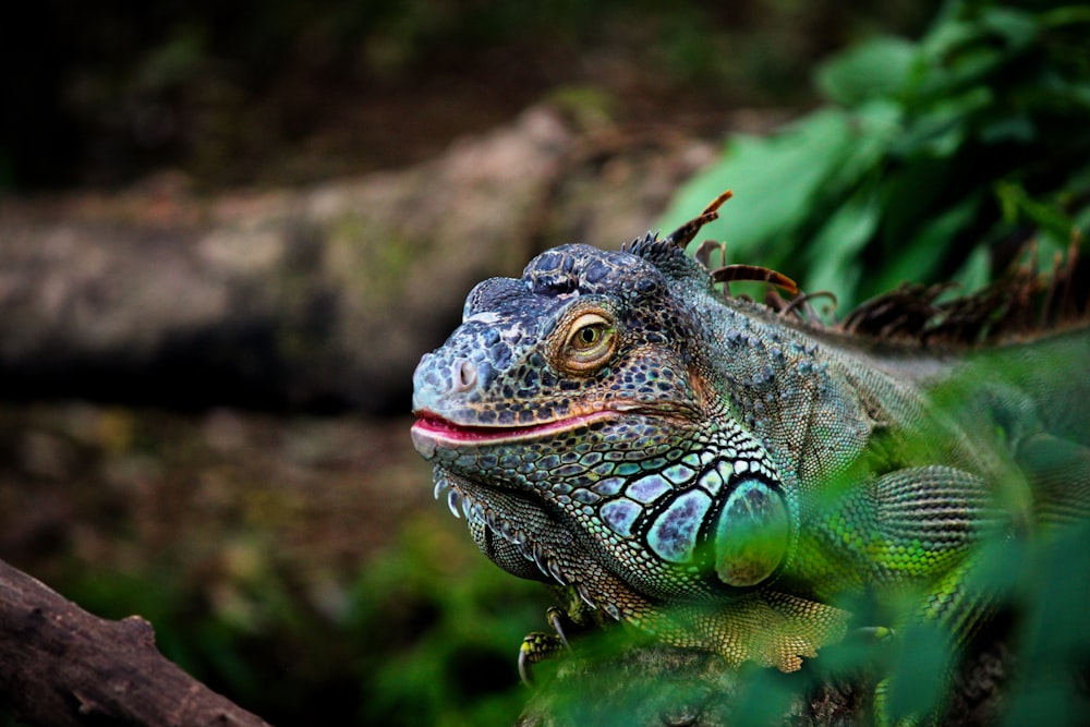 green lizard in close-up photography