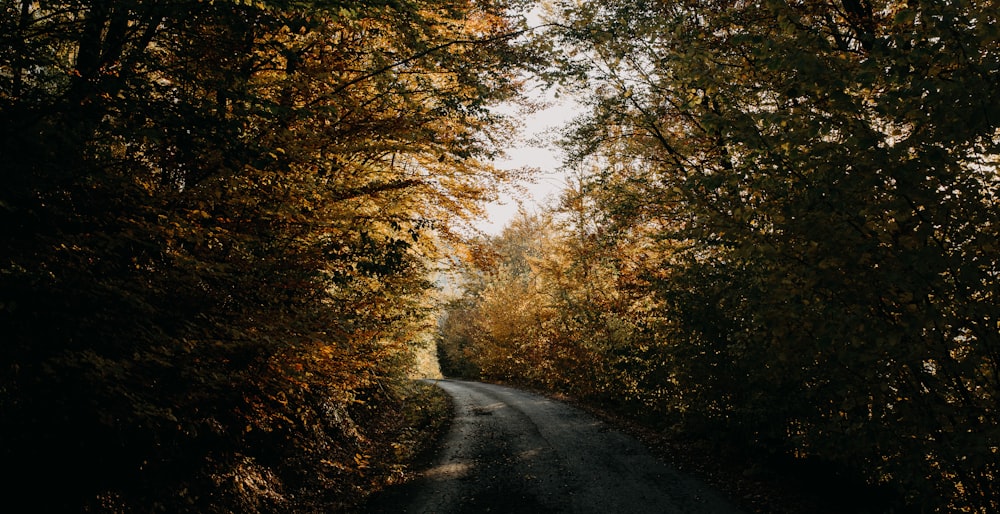 empty road surrounded by brown leaf trees during daytime