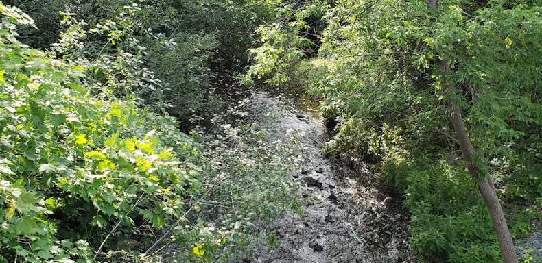A peaceful stream flowing gently through a sunlit forest, symbolizing the living water of faith.