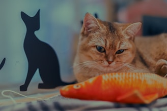 cat lying and watching orange fish toy