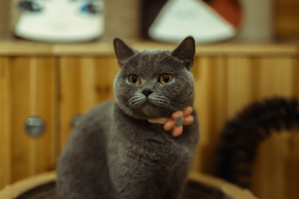 selective focus photography of black cat