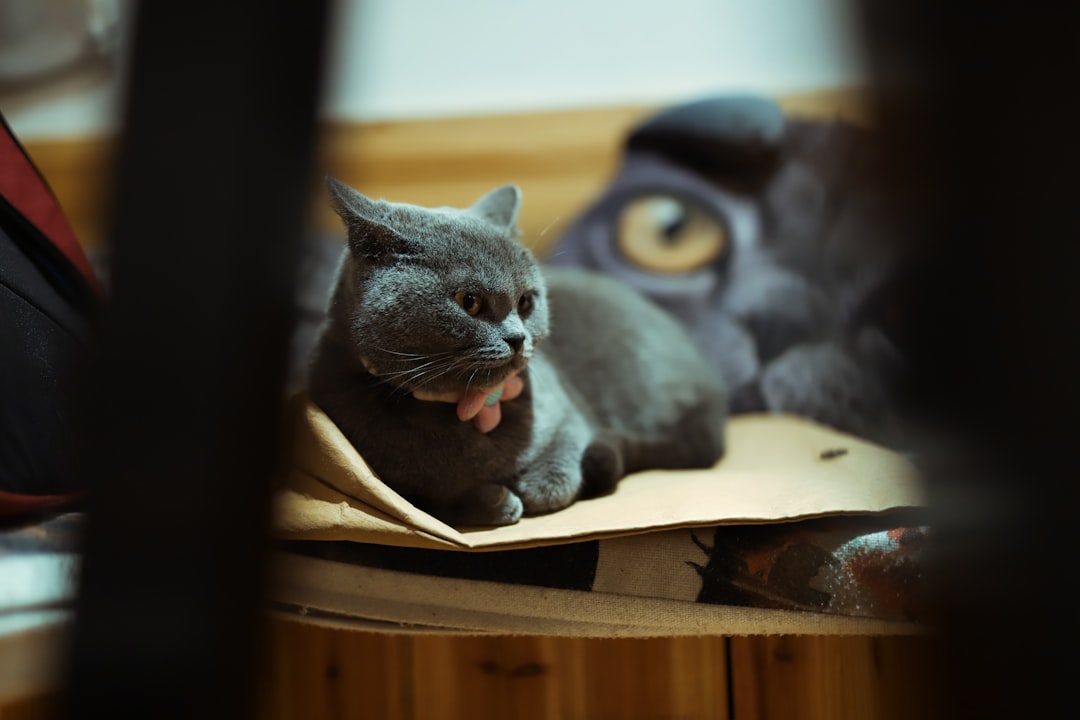 black cat lying on cardboard