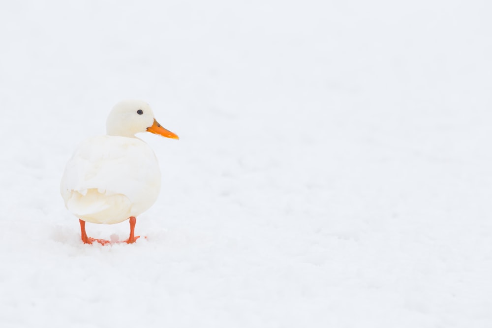 white duck on white surface
