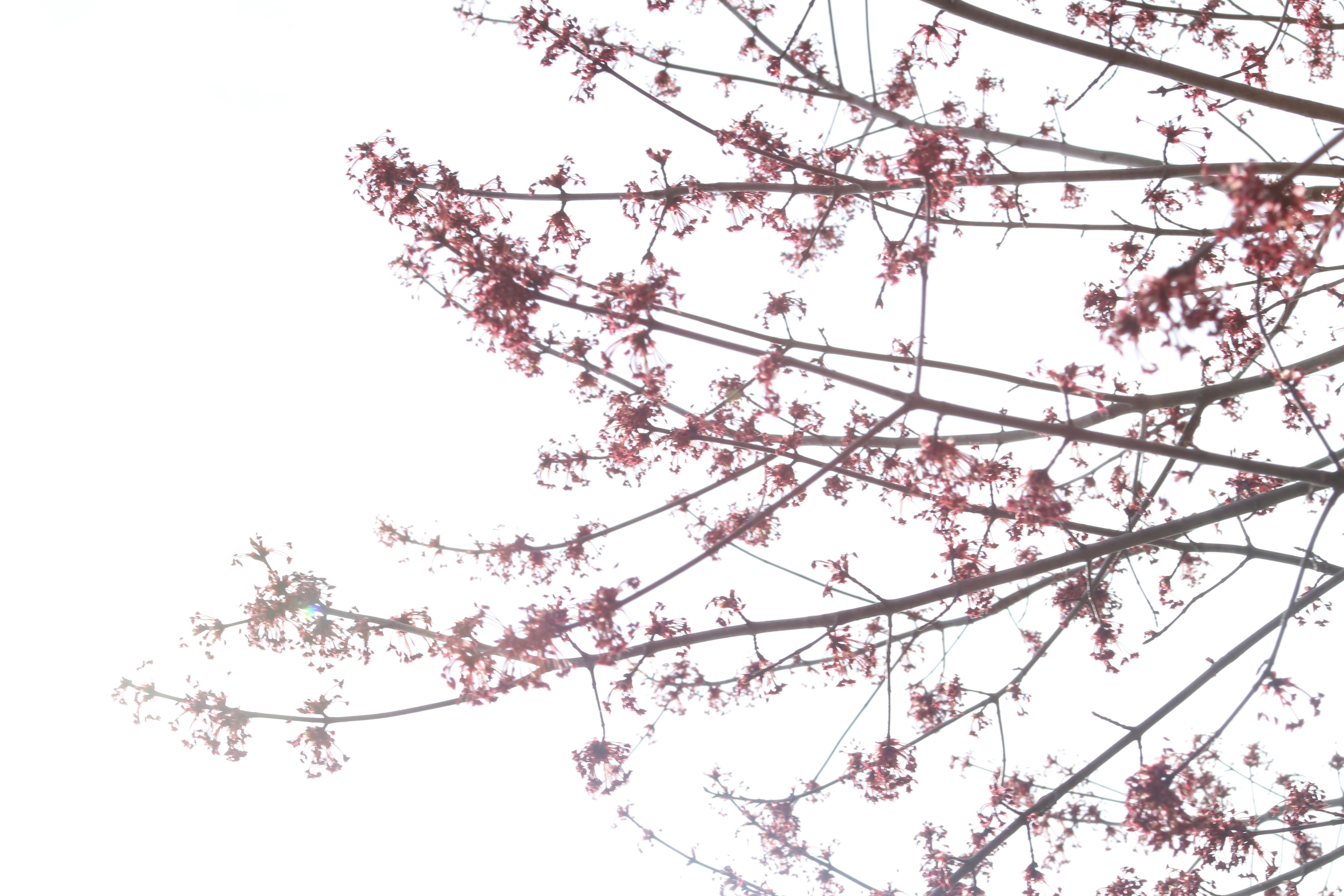 Photo by dominiquescripter