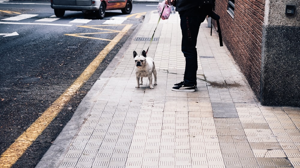dog with leash beside standing man