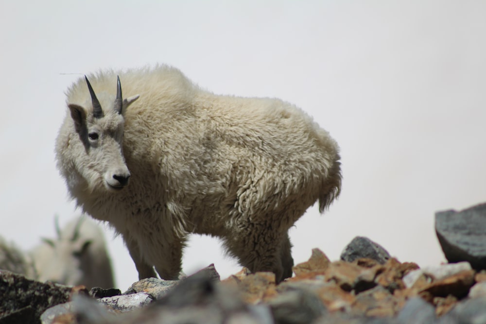 gray mountain goat