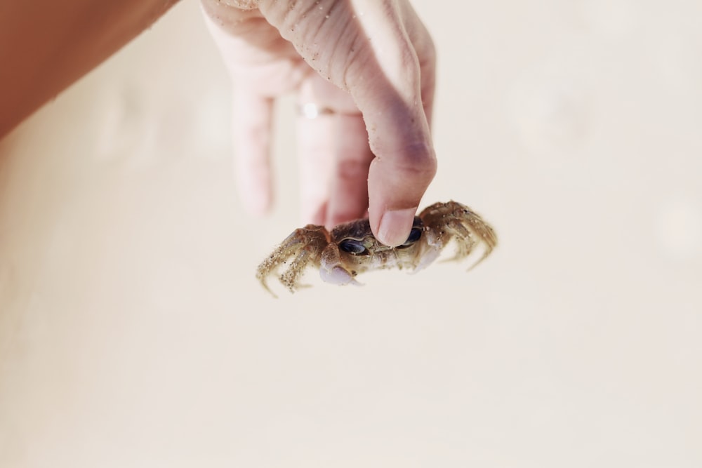 person holding crablet