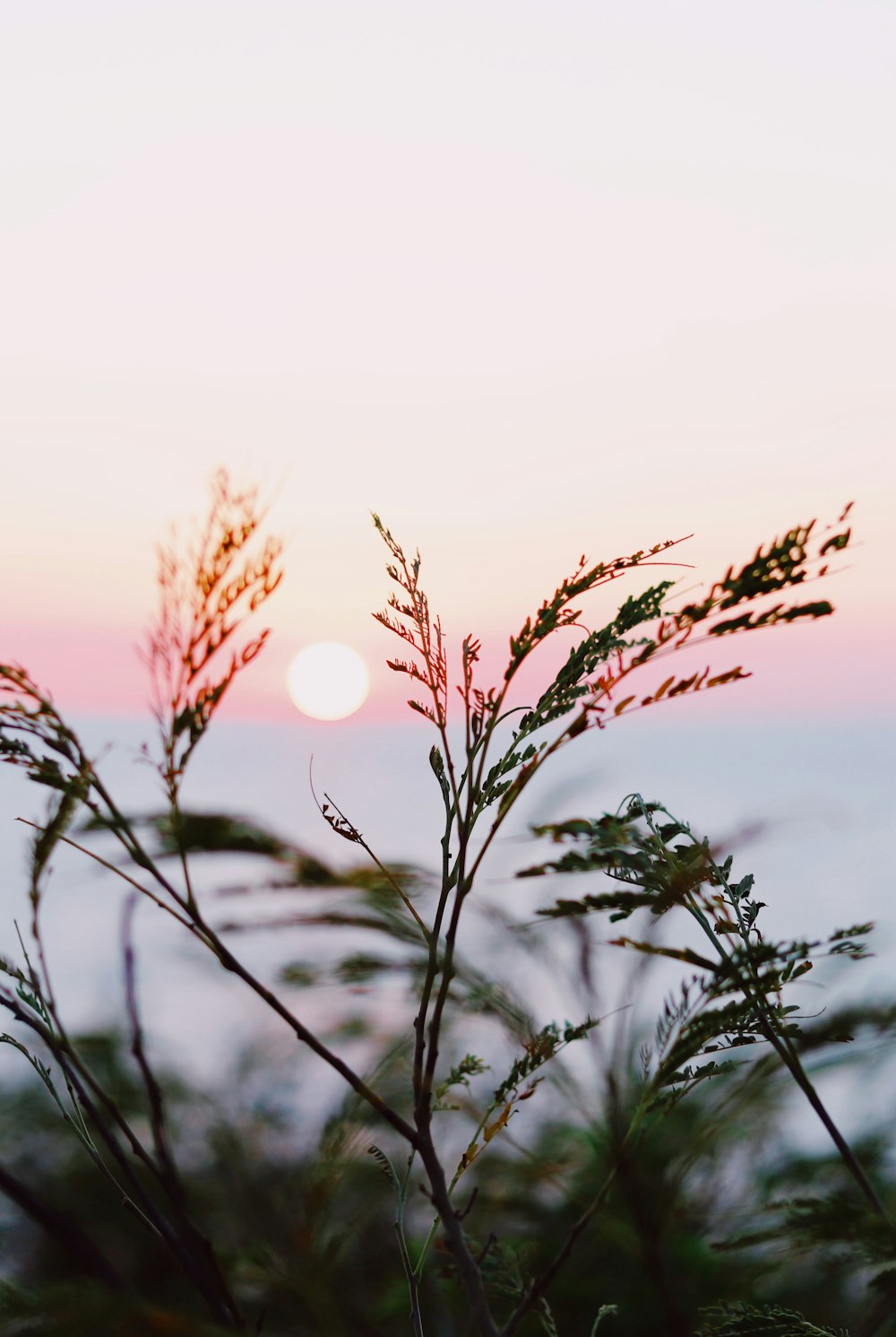 selective focus photography of green-leafed plant under golden hour