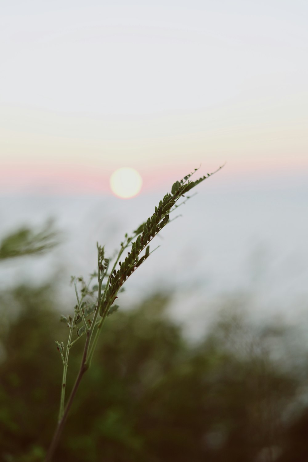 green-leafed plant during day