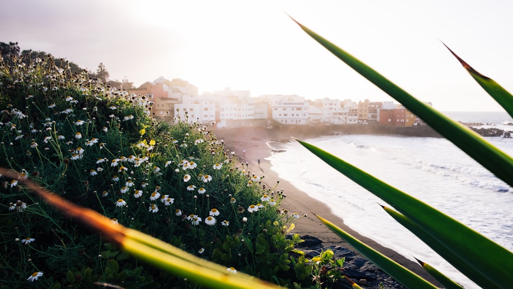 white flowers with green leaves near sea during daytime