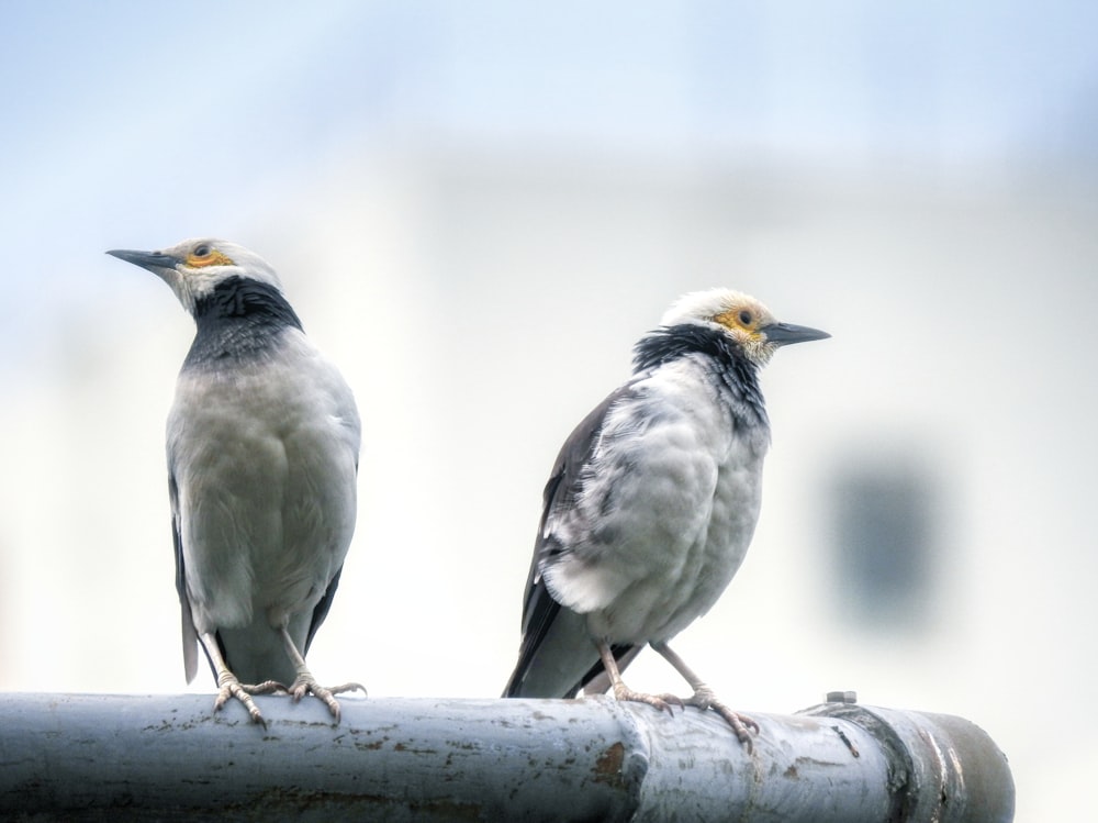 two white birds porches on grey metal bar