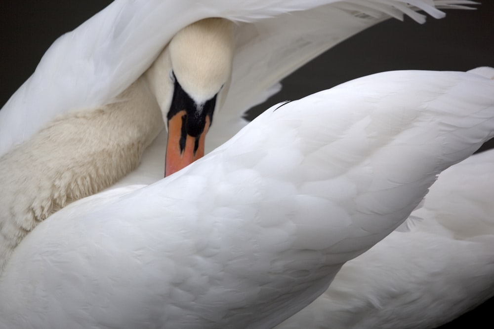 white swan in close-up photography