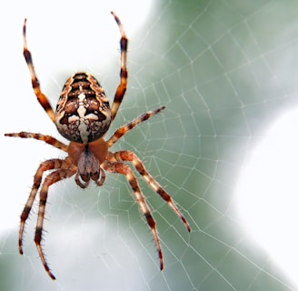 Learn About Spiders by NE Region Pest Control