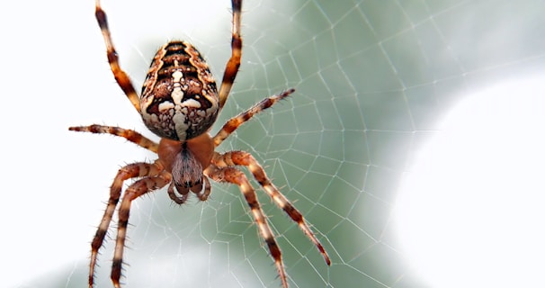 Learn About Spiders by NE Region Pest Control