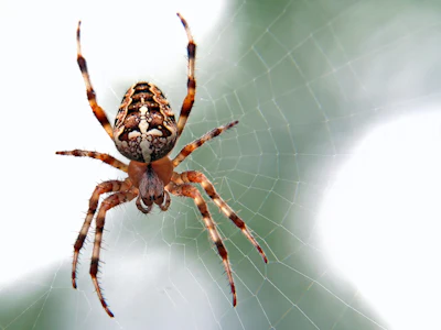 Spider control