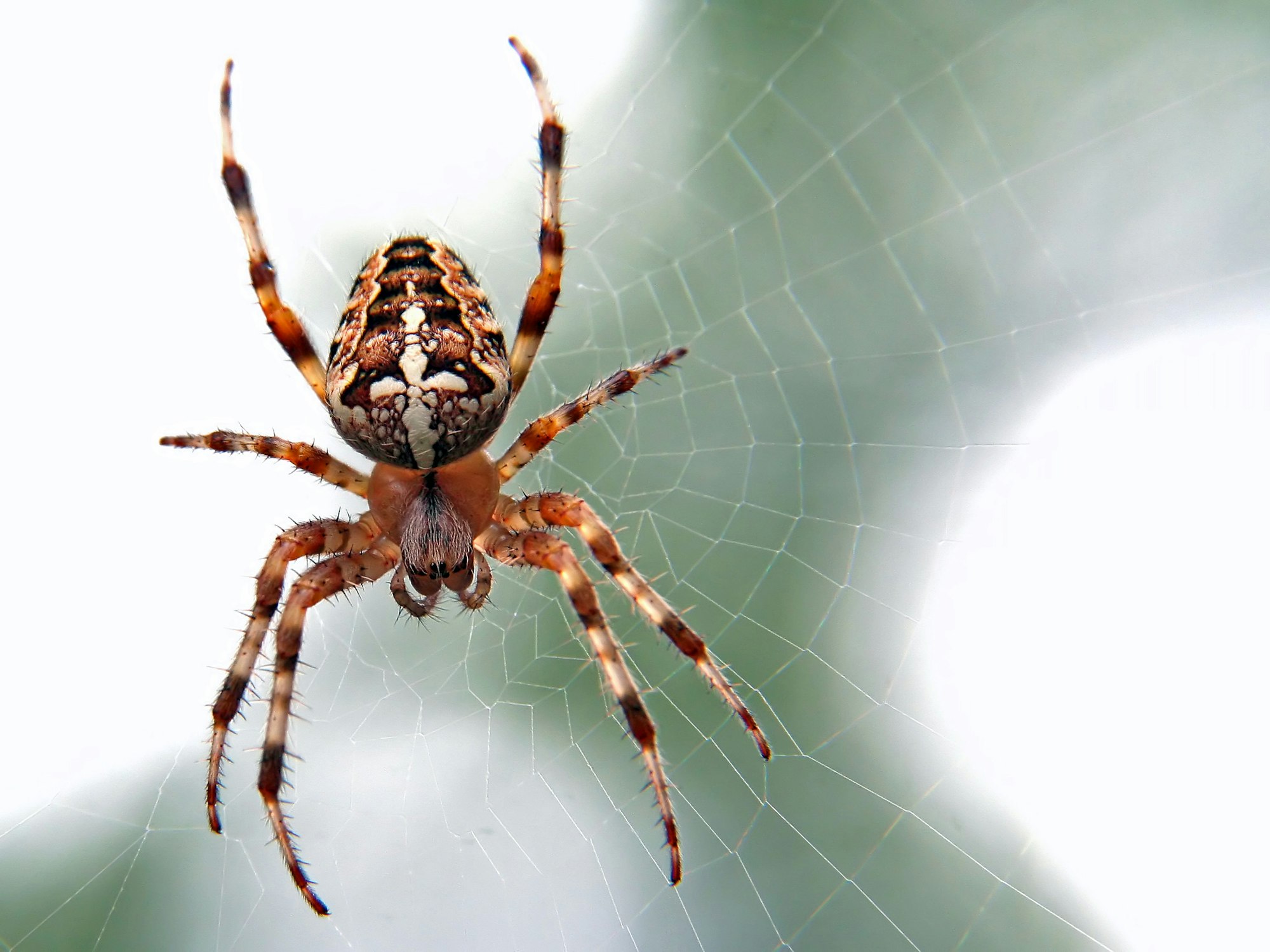 Spider crawling its web