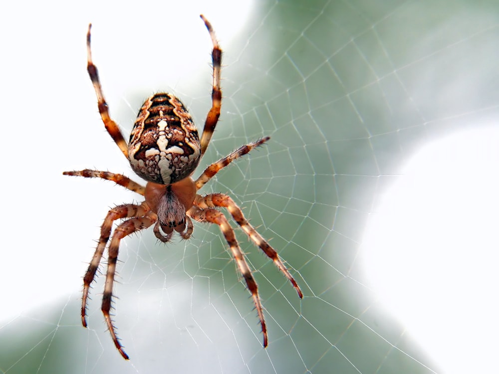 fotografía de primer plano de araña marrón y negra