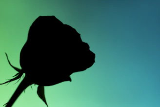 A vibrant phoenix rising with a glowing gradient background symbolizing transformation.