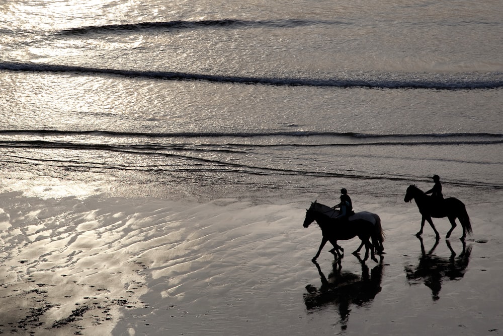 two person riding horse walking on the seashore
