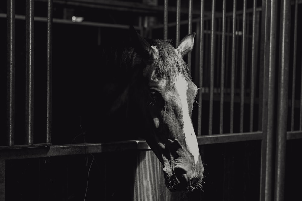 Fotografía en escala de grises de caballo en jaula