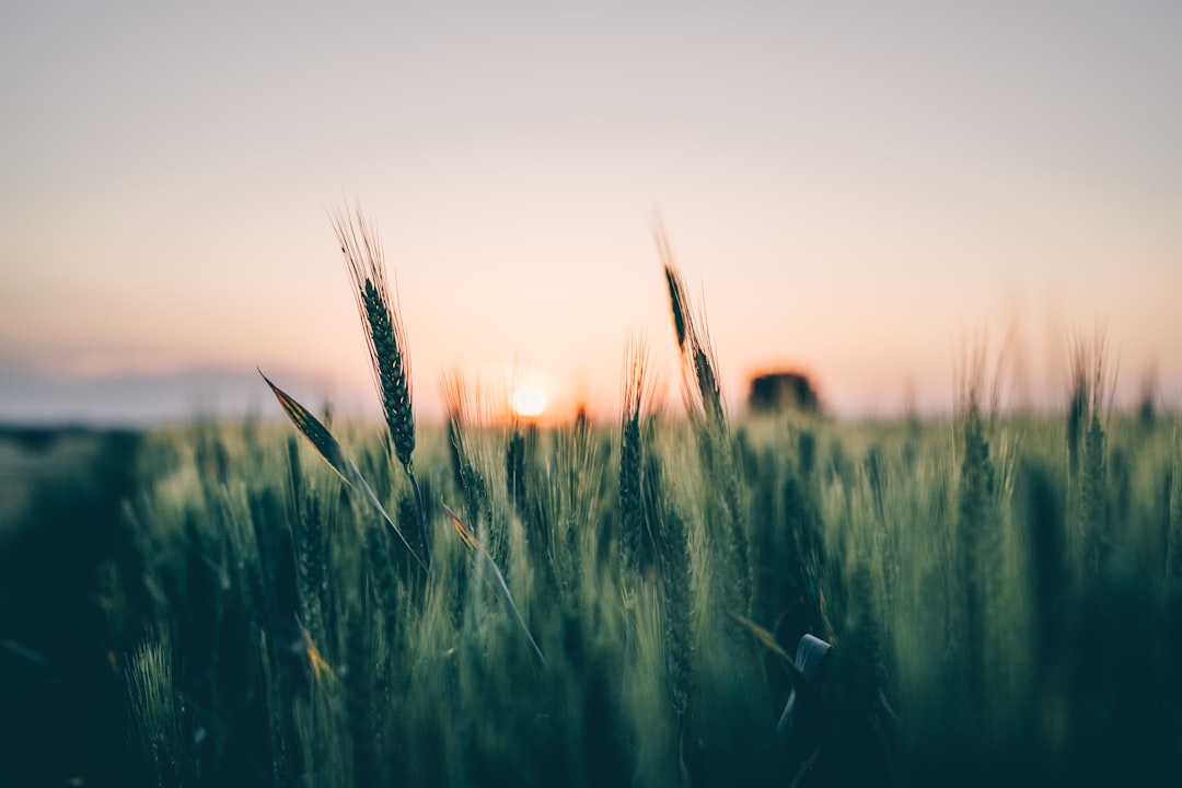 selective focus photography of grass during golden hour