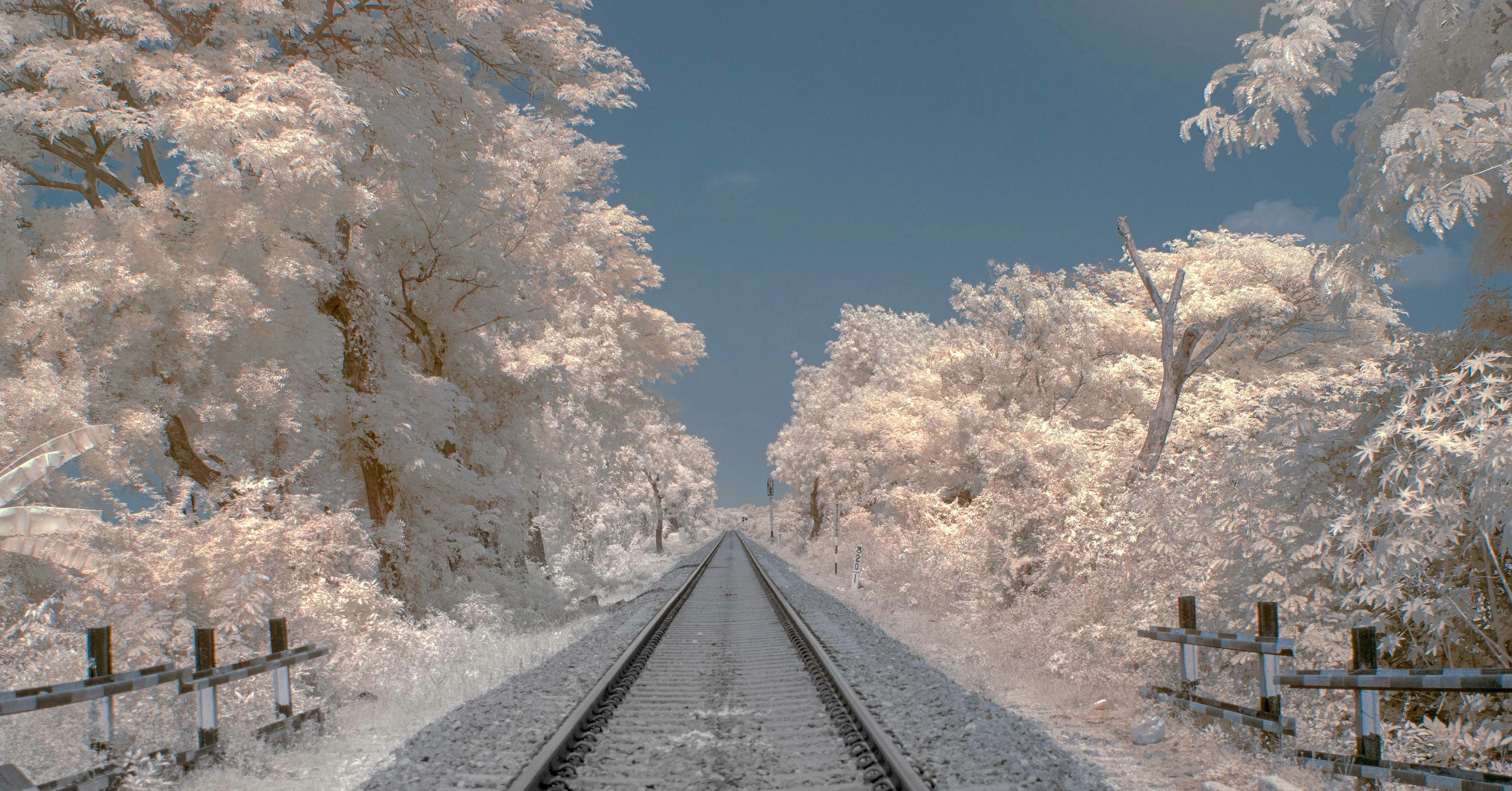 railway between white-leafed trees