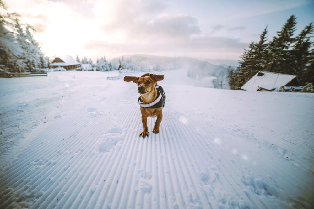 日中に雪の上を歩くショートコートの茶色の犬