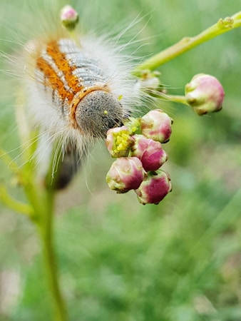 A close-up view of a caterpillar with distinct orange and white patterns along its back, feeding on a small cluster of pinkish buds. The caterpillar's body is covered in fine, hair-like structures. The background is softly blurred with shades of green, suggesting a natural outdoor setting.