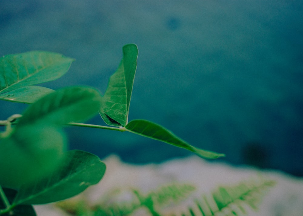 green leaves