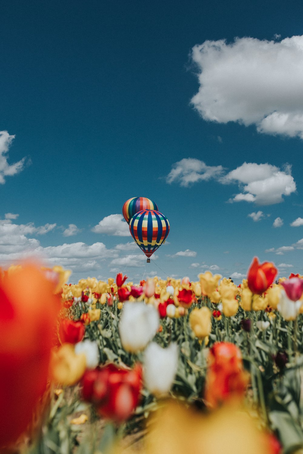 yellow and red tulip flowers under hot air balloons