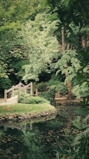 Picture of a landscape with a little wooden bridge and trees with a green leafs. 