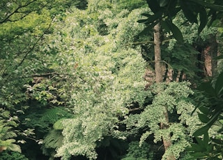 green-leafed plant