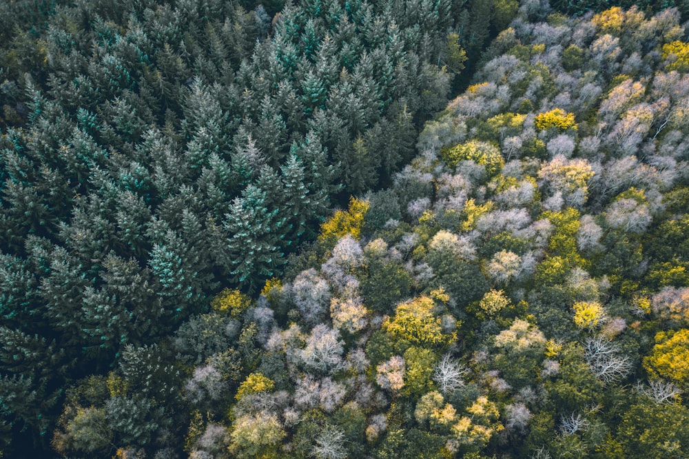 aerial photography of trees during daytime
