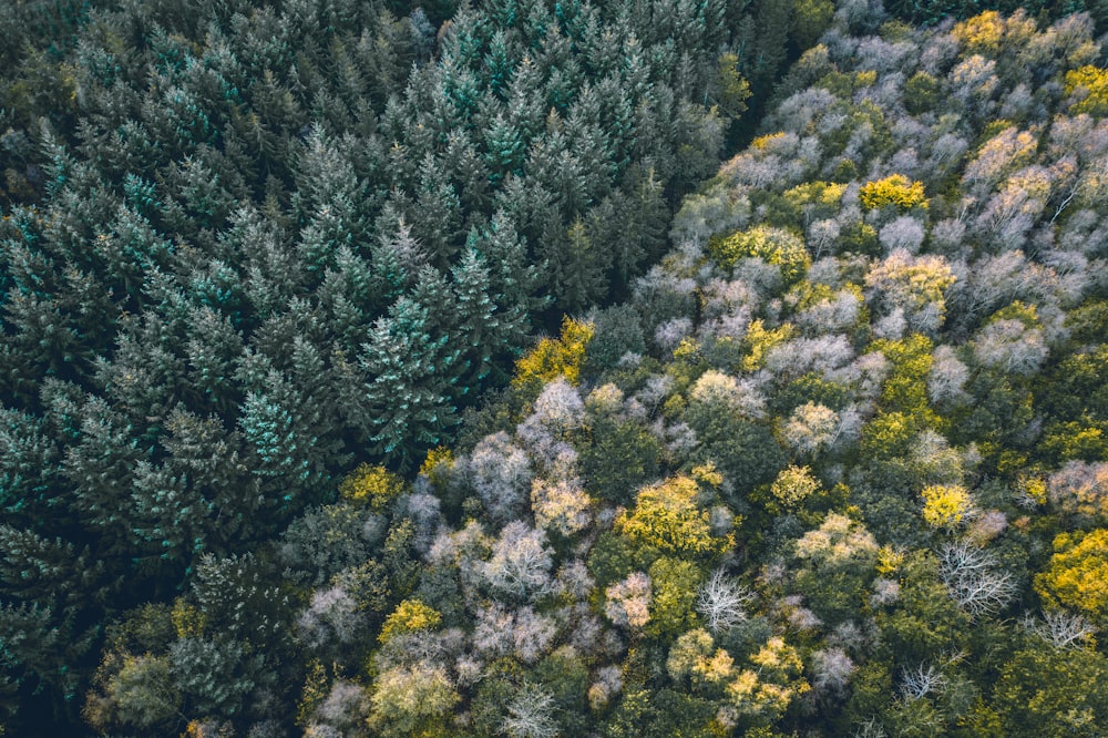 Fotografía aérea de árboles durante el día