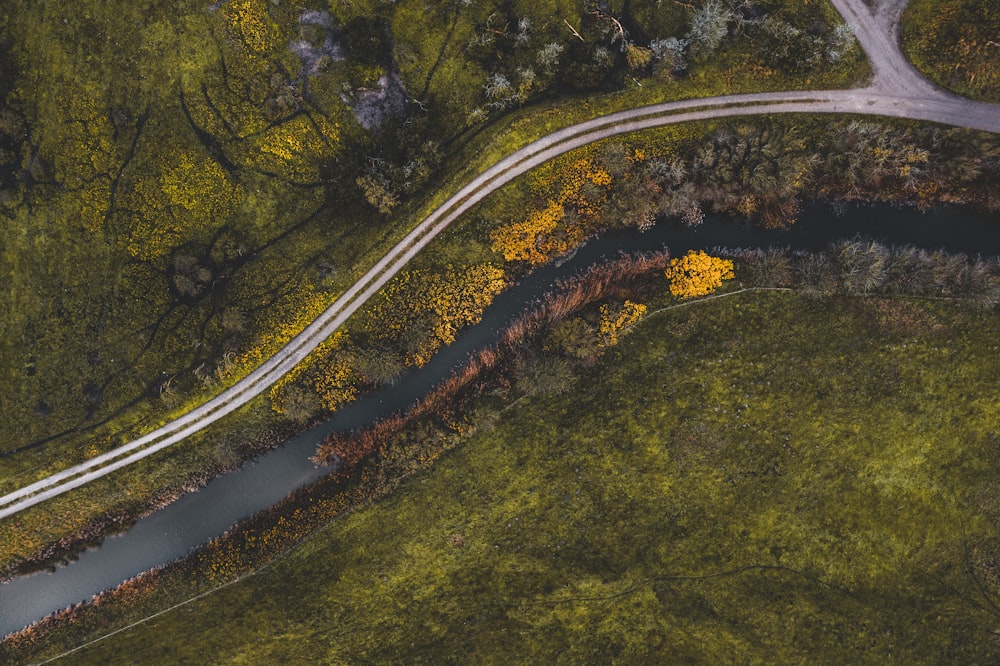 green-leafed trees