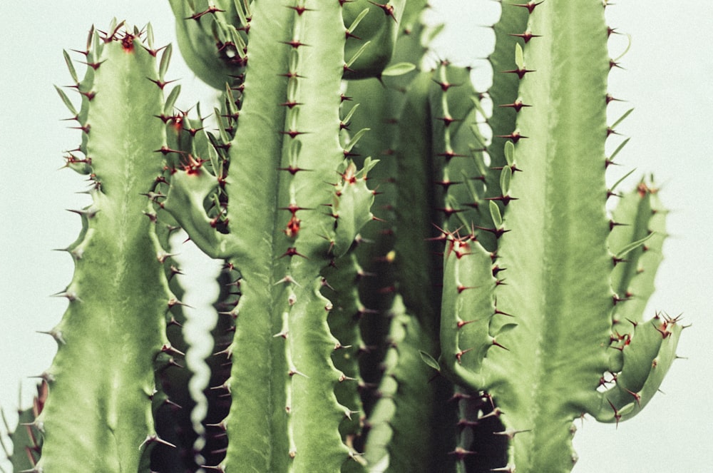 green cacti plant