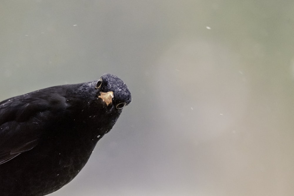black small beaked bird