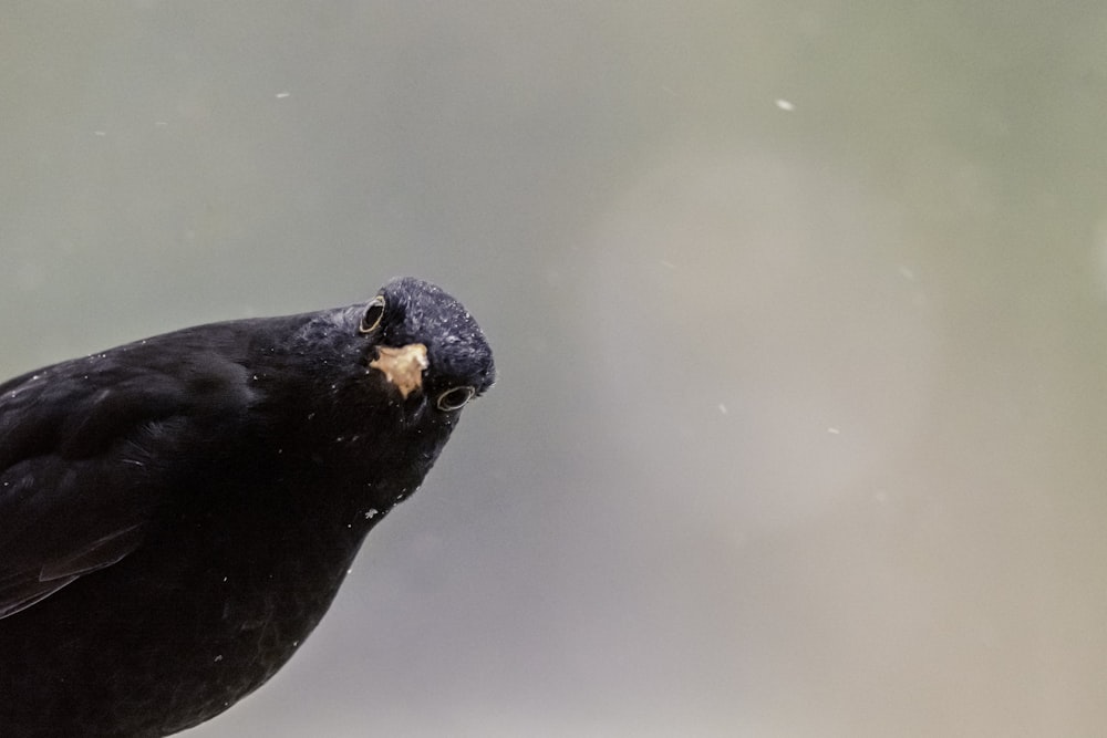 schwarzer kleiner schnabelartiger Vogel