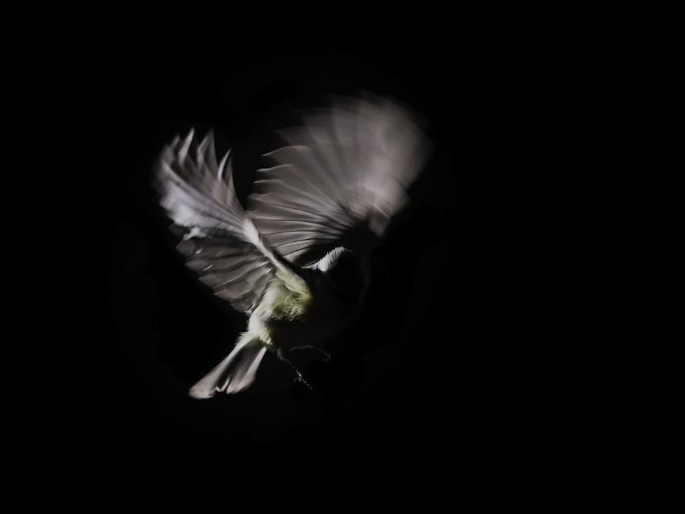 close-up photo of gray bird