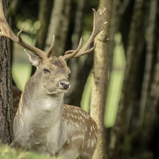 A mature deer with impressive antlers stands amidst a forest setting. The animal's fur is a mix of brown and white spots, and its posture is calm and attentive. Surrounding trees create a natural woodland backdrop, with filtered sunlight casting soft shadows.