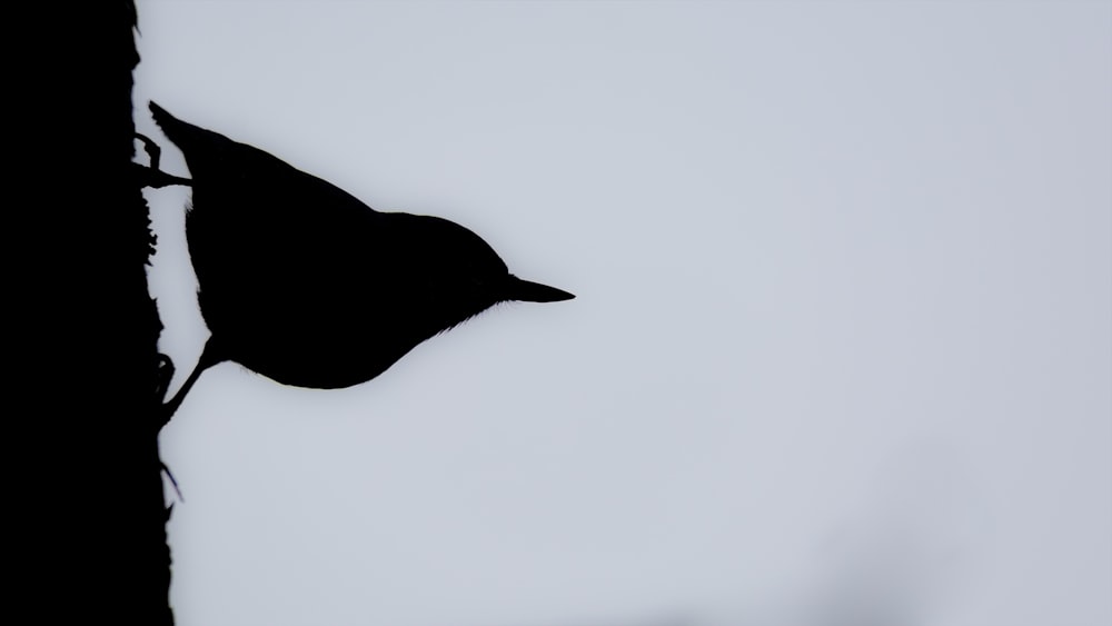 silhouette of bird painting