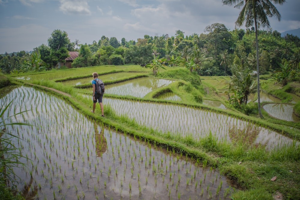 man walking beside wheat field