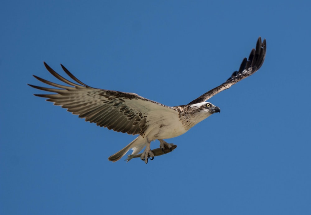 black and white bird flying on sky