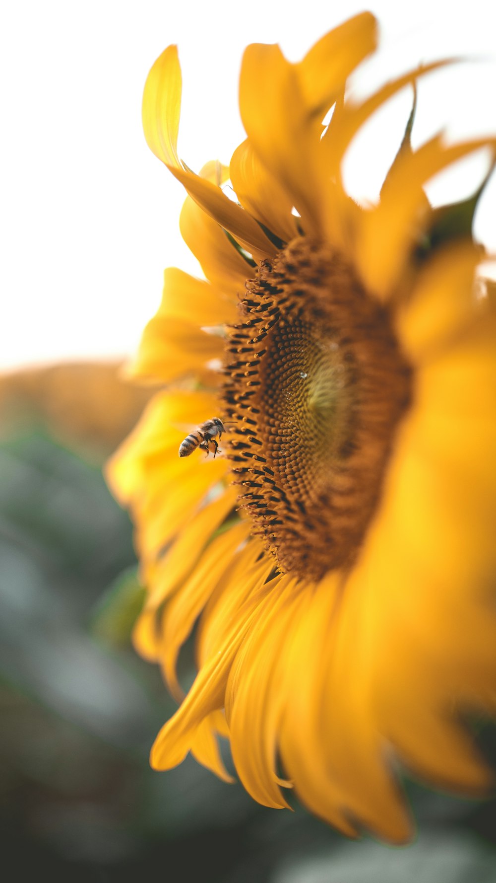 micro photography of bee on sunflower