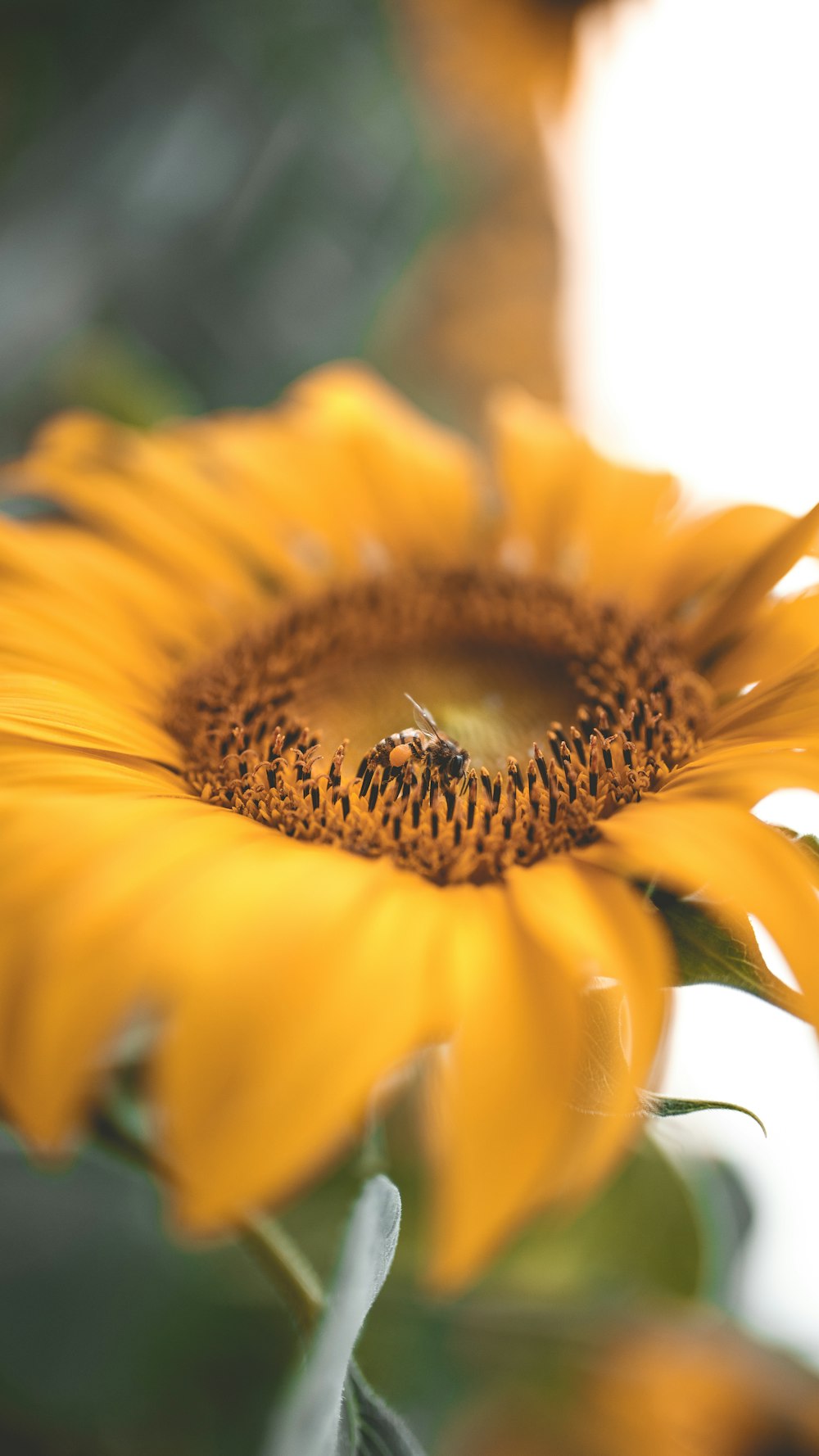 Selektive Fokusfotografie der gelben Sonnenblume