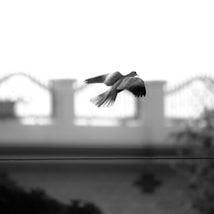 A bird is captured mid-flight, its wings gracefully outstretched against a blurred background featuring a wall with wrought iron decorations. The image is in black and white, highlighting the contrast between the bird and the softly blended backdrop.