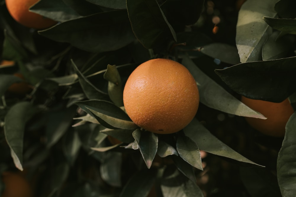 orange fruit with green leaf