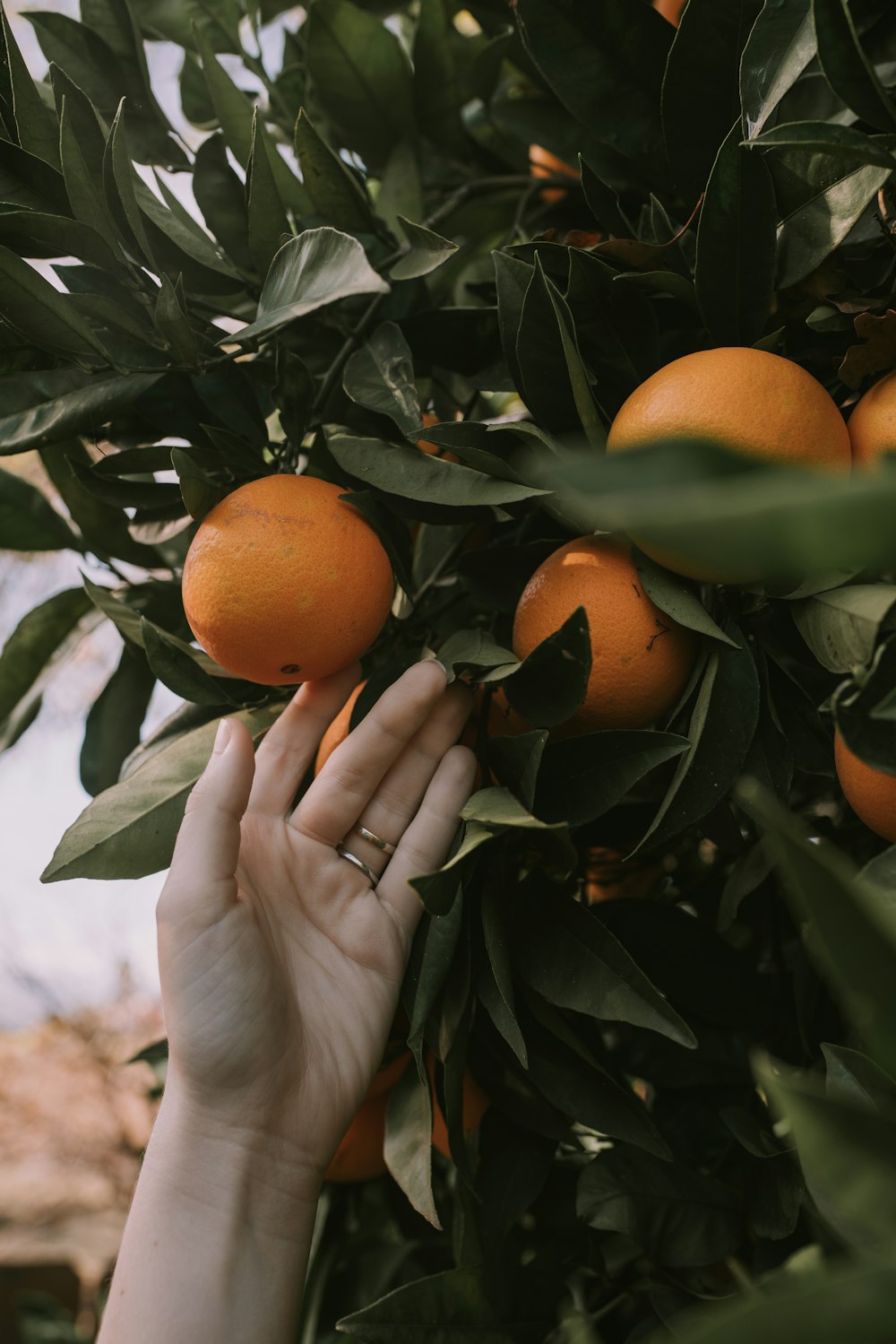 person holding orange fruit with green leaf